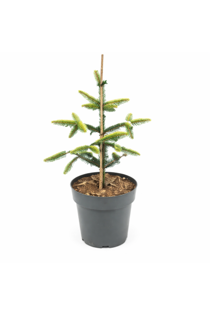 Ялиця іспанська Ауреа в контейнері С3